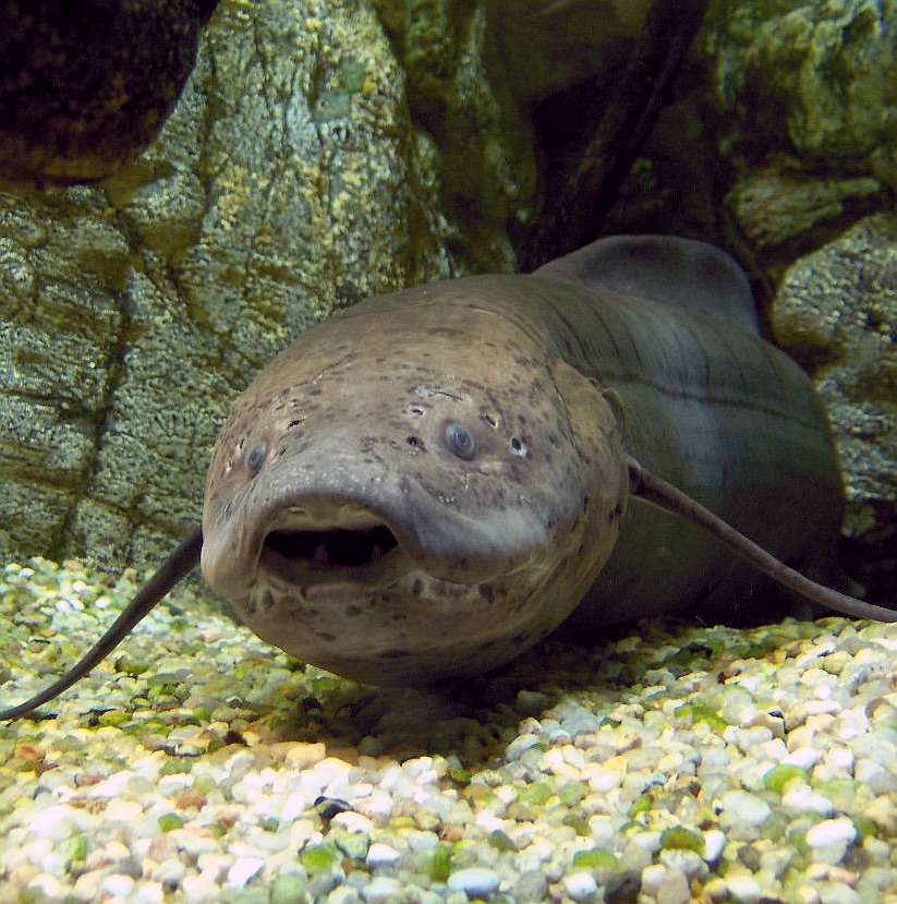 Lungfish African