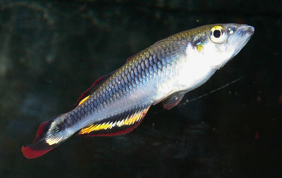 Madagascar Rainbowfish