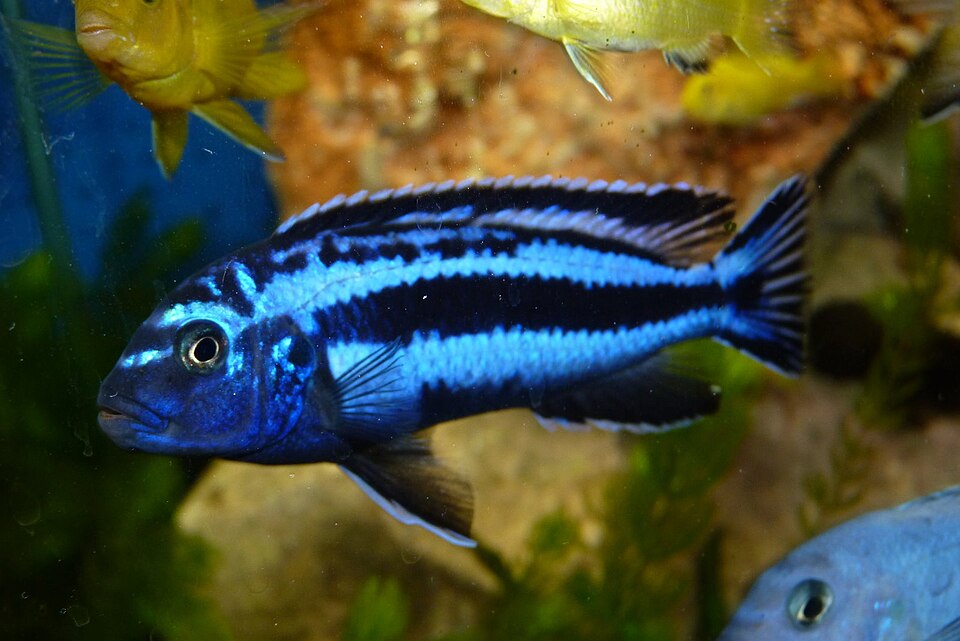 Maingano Cichlid