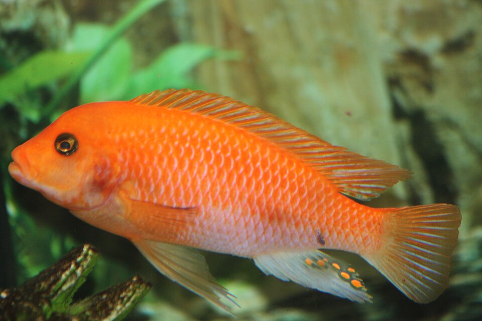Mbunas Mixed