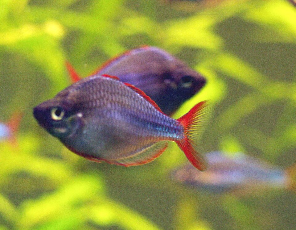 Neon Dwarf Rainbowfish