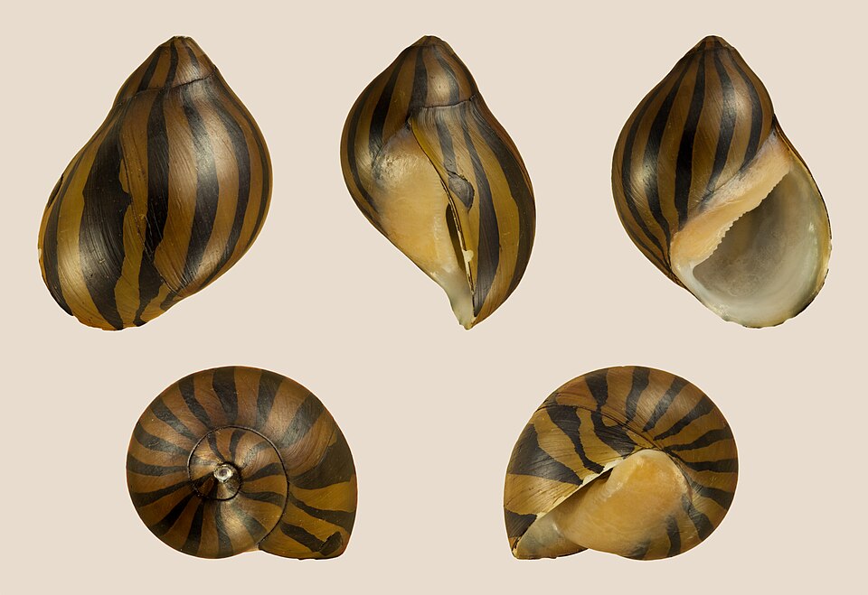 Nerite Snail