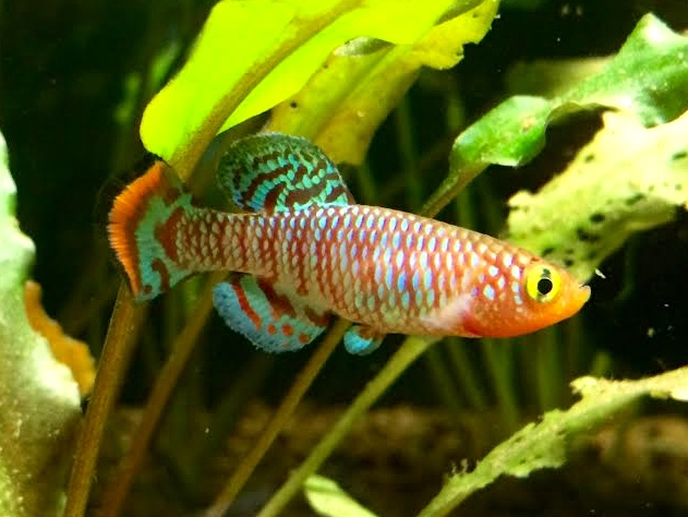 Nothobranchius Rachovii
