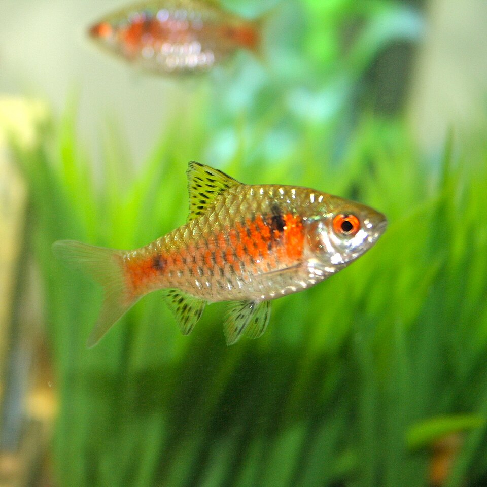 Odessa Barb
