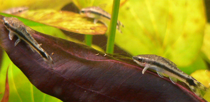 Otocinclus Catfish