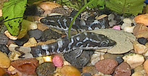Otocinclus Cocama