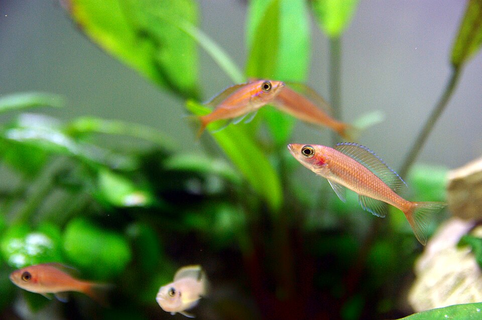Paracyprichromis Nigripinnis