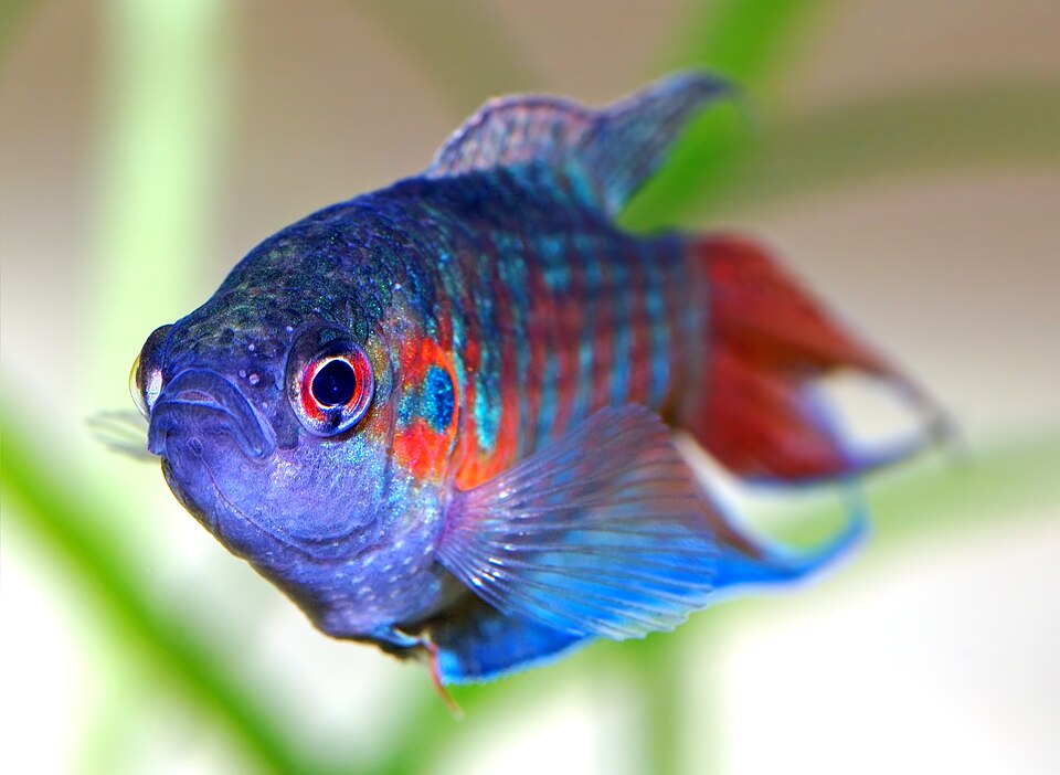 Paradise Fish