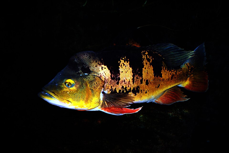 Peacock Bass