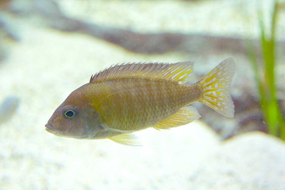 Peacock Cichlid