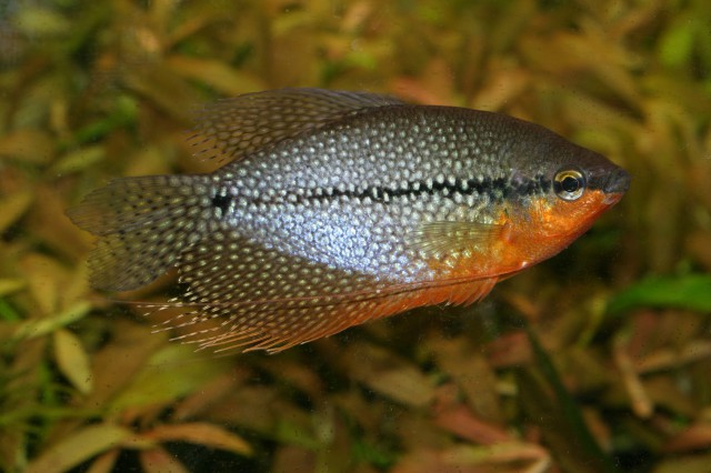 Pearl Gourami