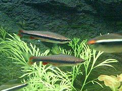 Pencilfish
