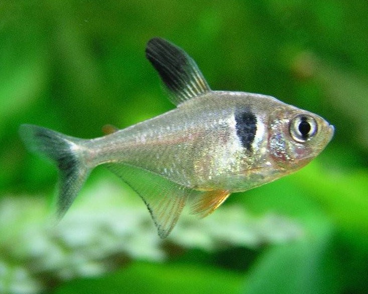 Phantom Tetra Black