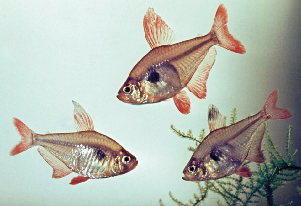 Phantom Tetra Red