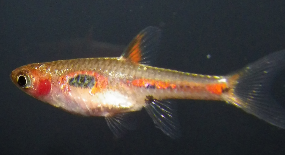 Phoenix Rasbora