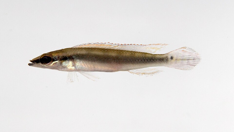Pike Cichlid