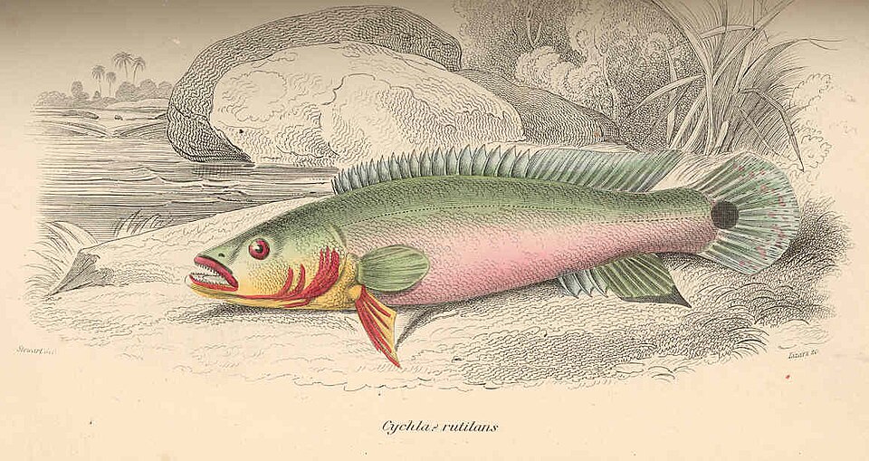 Pike Cichlid Lugubris