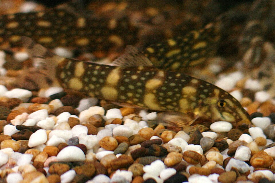 Polka Dot Loach