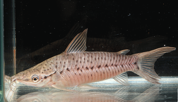 Porthole Catfish