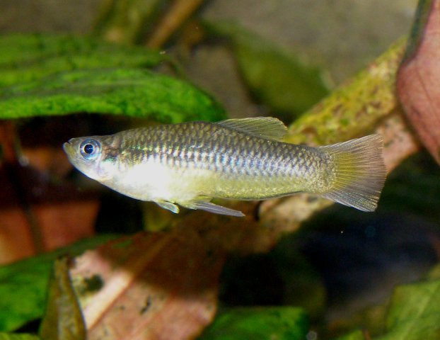 Priapella Intermedia