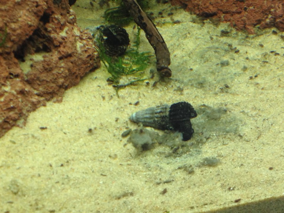 Rabbit Snail