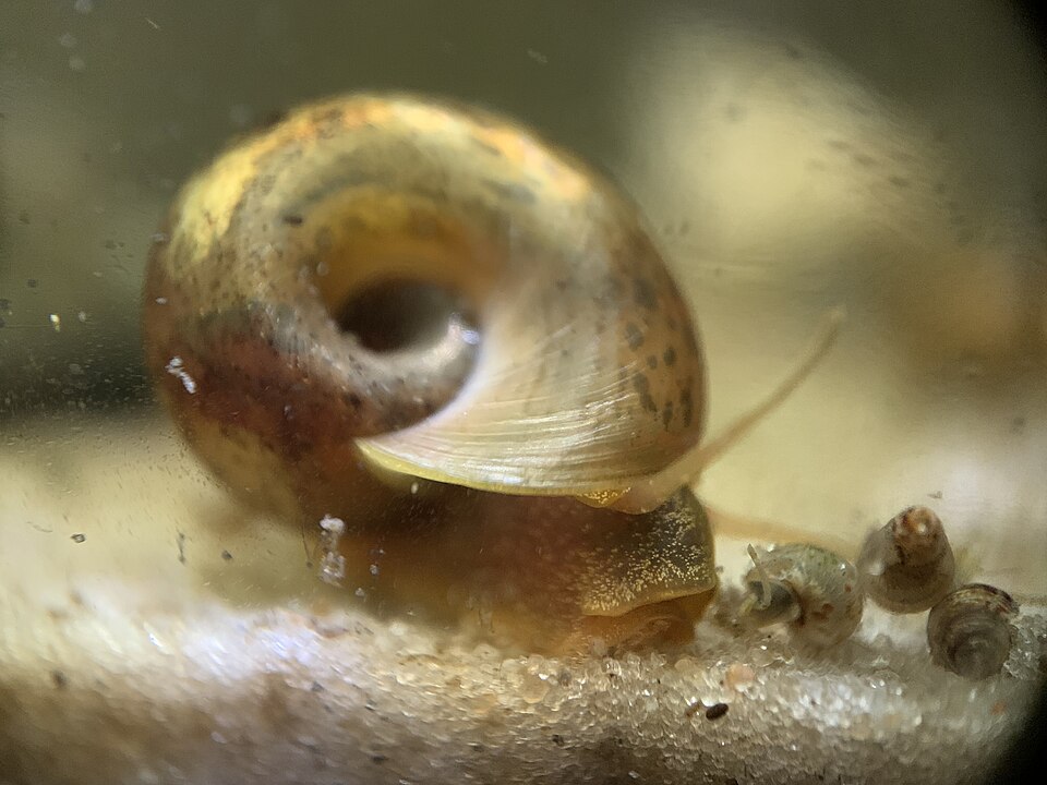 Ramshorn Snail