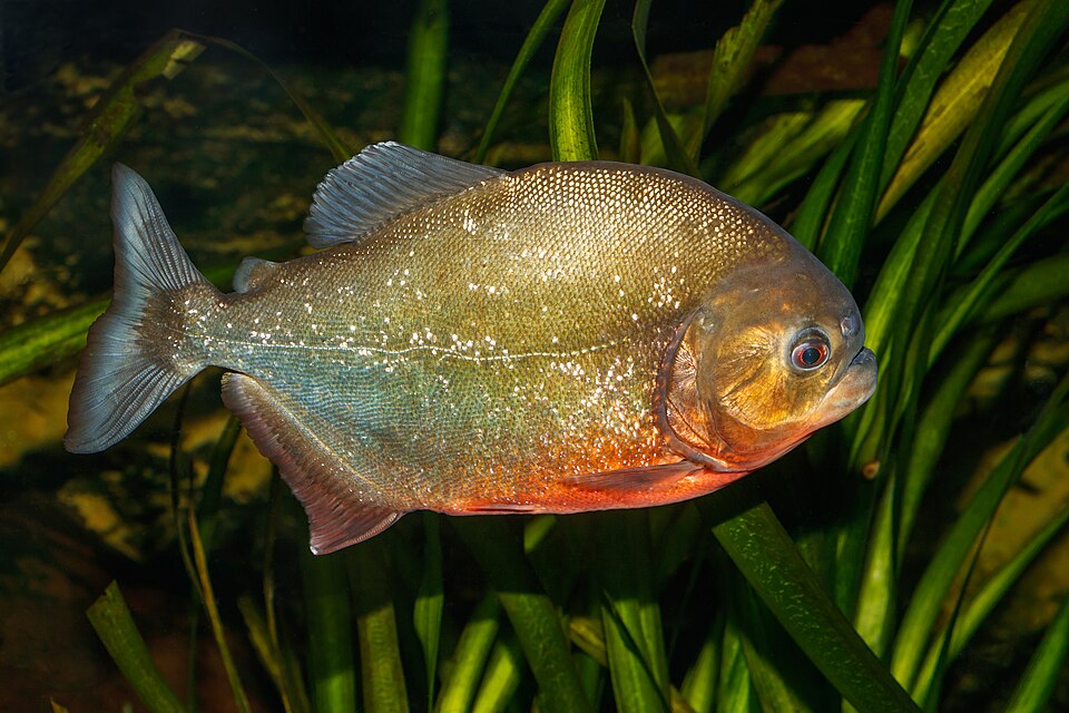 Red Bellied Piranha