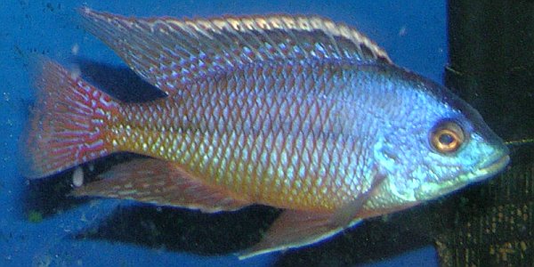 Red Empress Cichlid