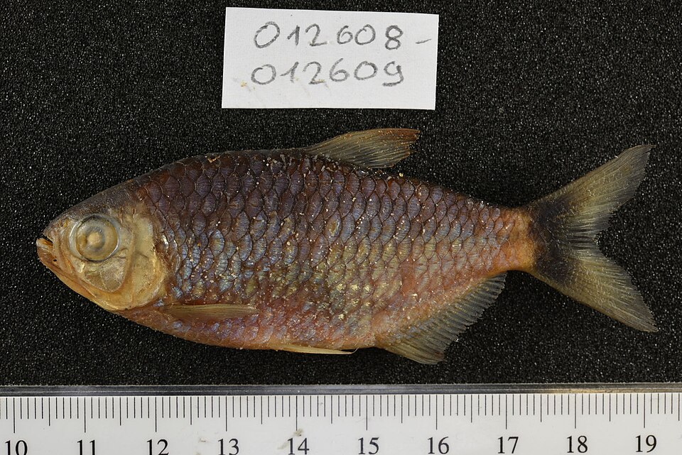 Red Eye Tetra