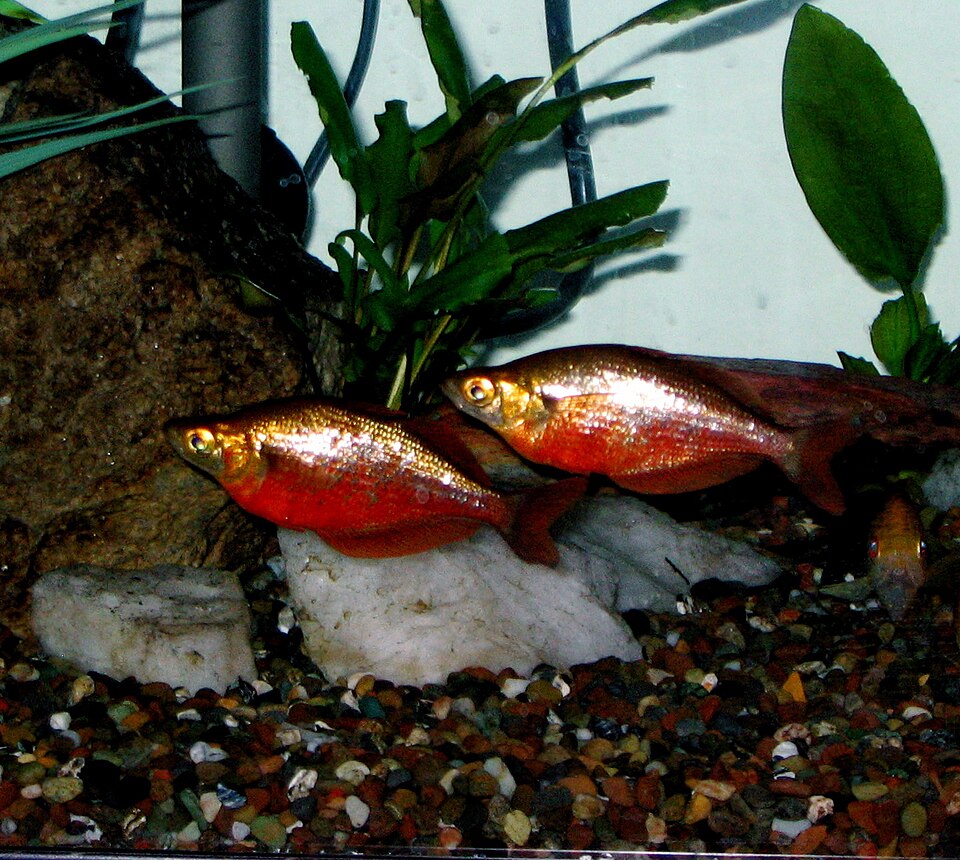 Red Rainbowfish