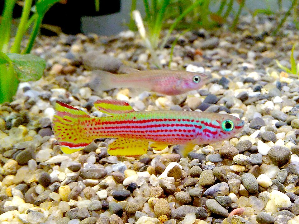 Red Striped Killifish