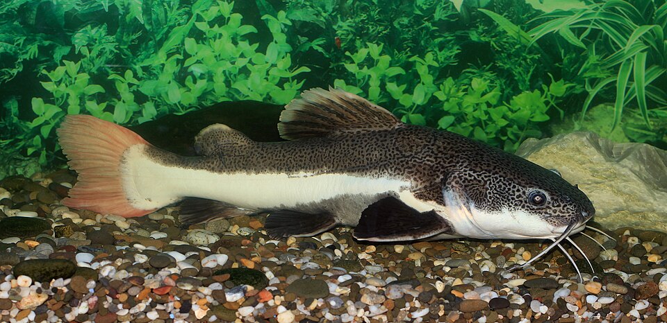 Red Tail Catfish
