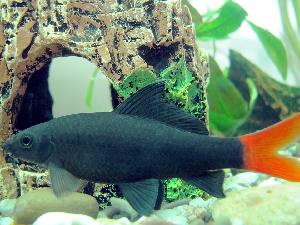 Red Tail Shark