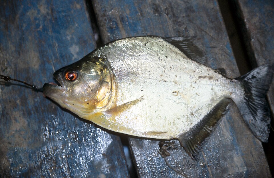 Redeye Piranha