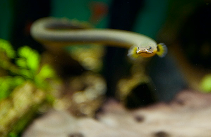 Rope Fish