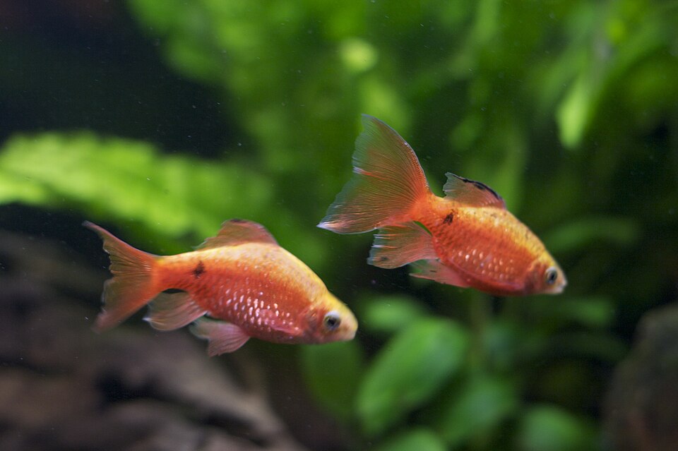 Rosy Barb