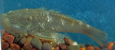 Rubber Lip Pleco