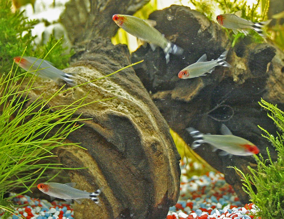 Rummy Nose Tetra