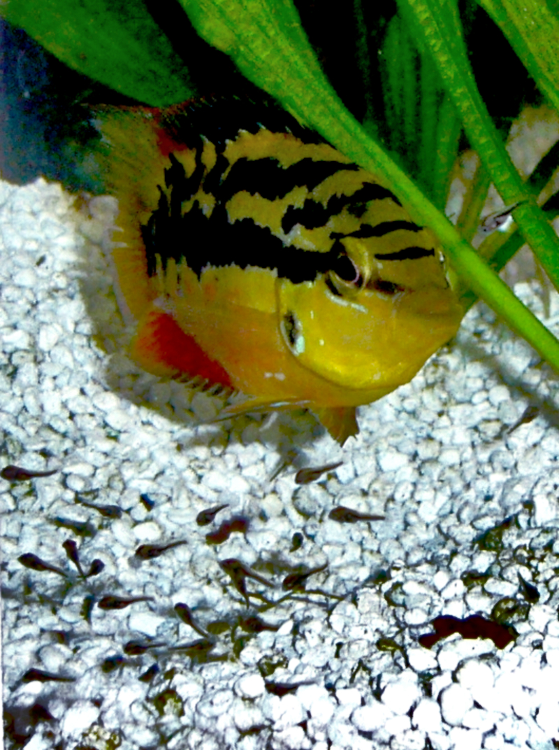 Salvini Cichlid