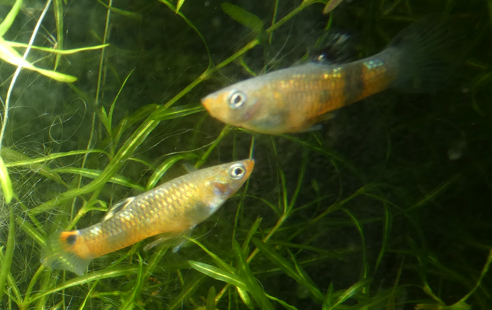 Scarlet Livebearer