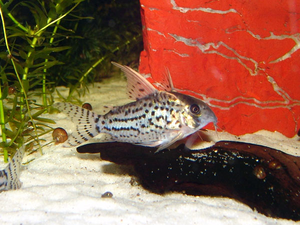 Schwartzi Corydoras