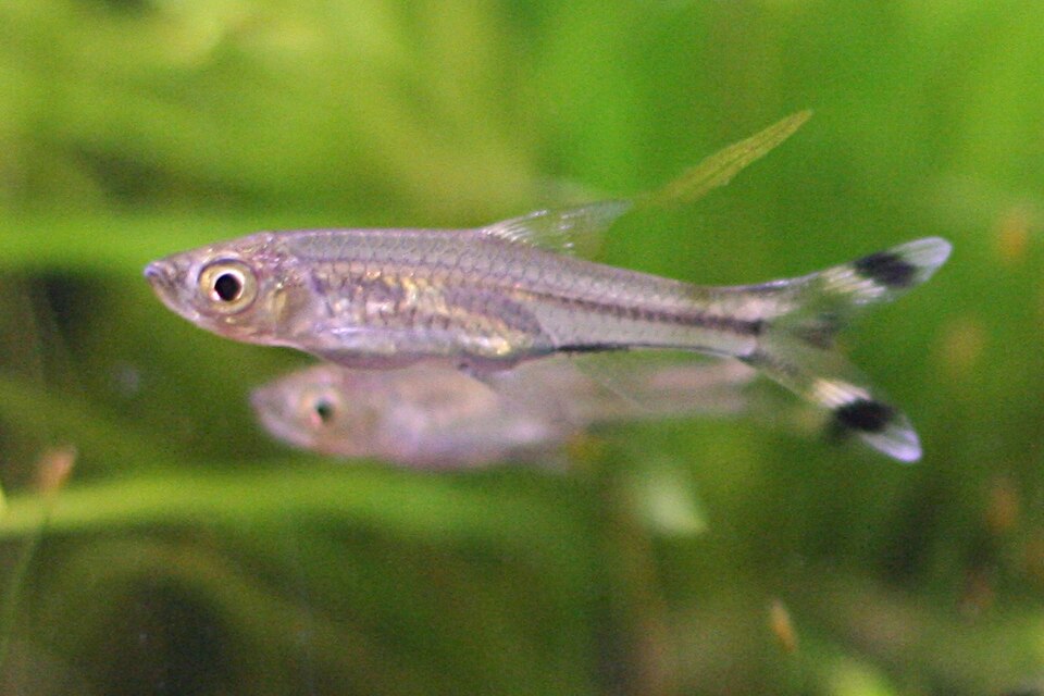 Scissortail Rasbora