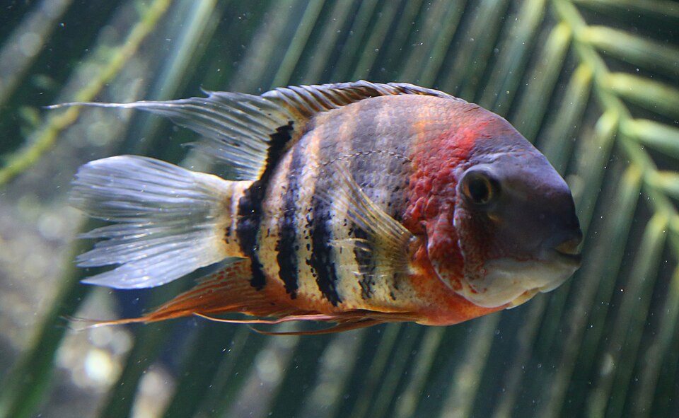Severum