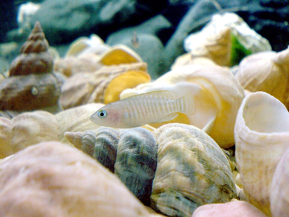 Shell Dweller