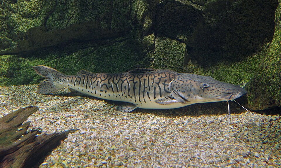 Shovelnose Catfish