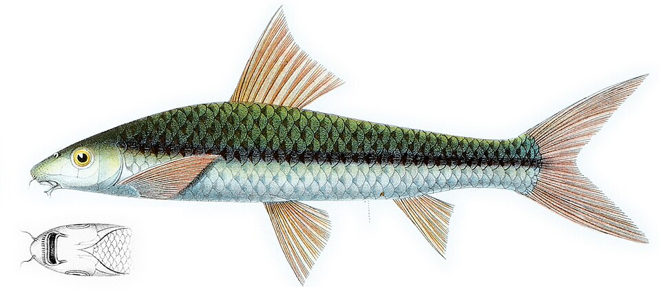Siamese Algae Eater