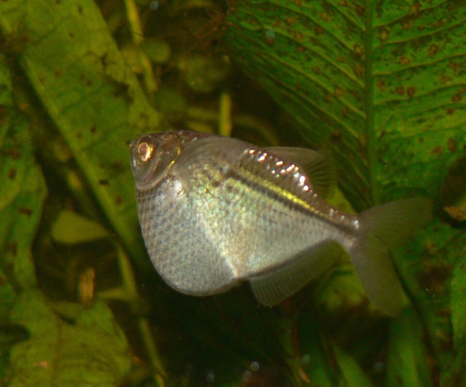 Silver Hatchetfish
