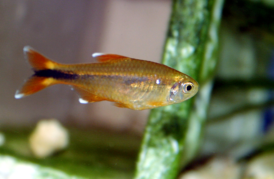 Silvertip Tetra