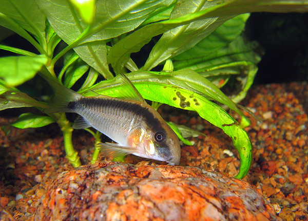 Skunk Corydoras