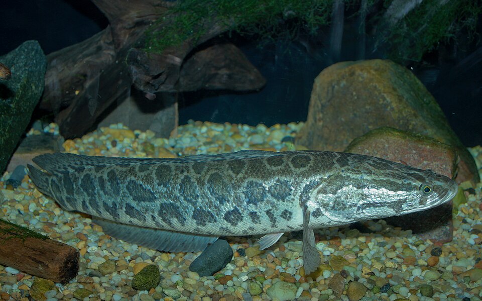 Snakehead Channa